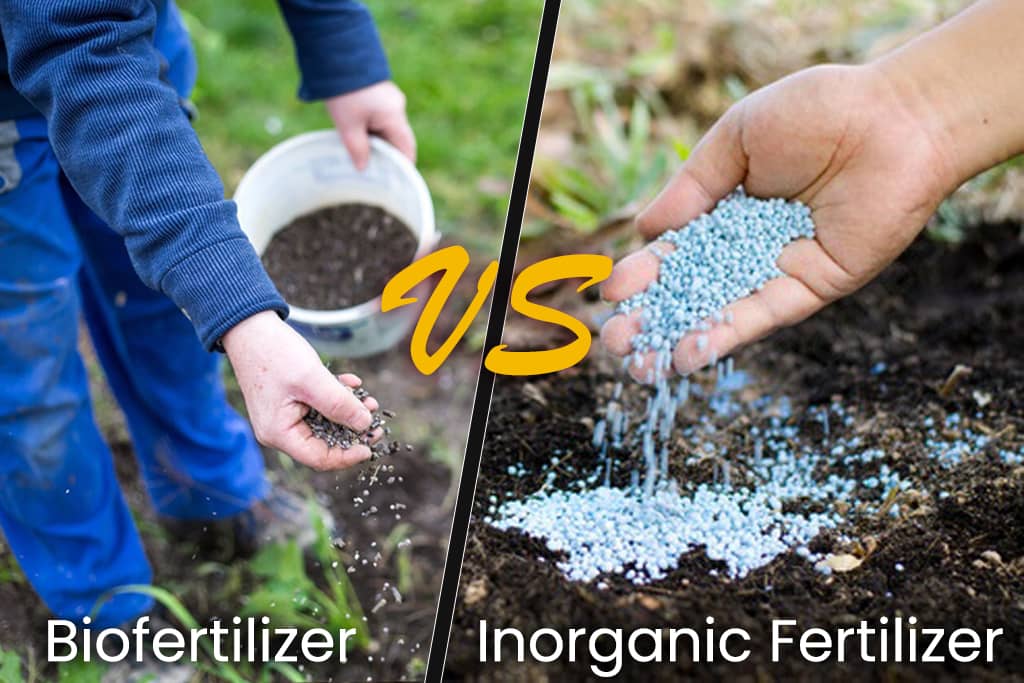 biofertilizers vs inorganic fertilizers